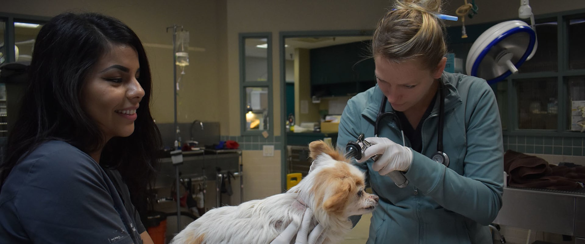The Importance of Reporting Lost or Found Animals to Shelters in Los Angeles County
