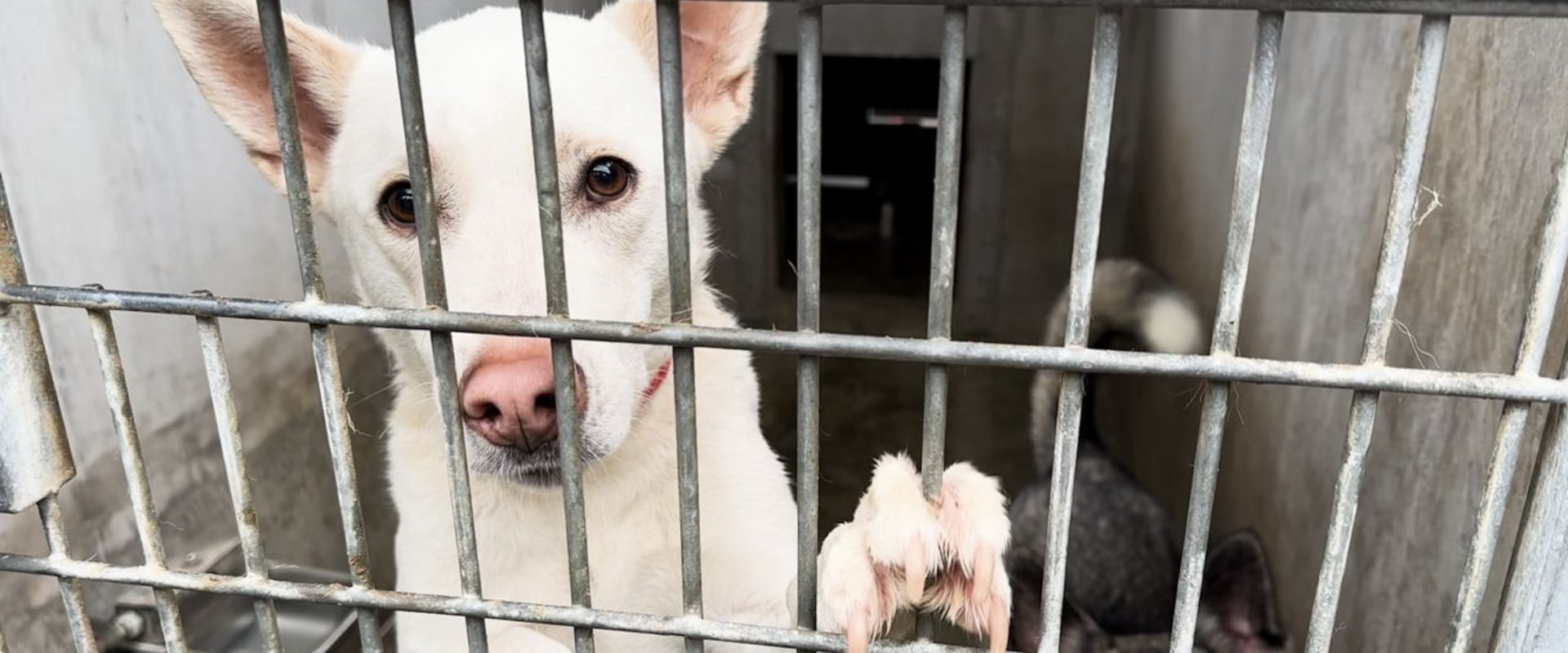 The Power of Partnerships: How Animal Shelters in Los Angeles County, CA are Saving Lives