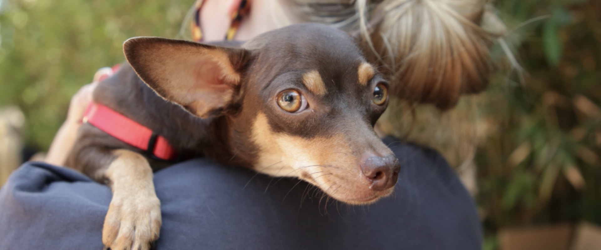 The World of Breed-Specific Rescues in Los Angeles County