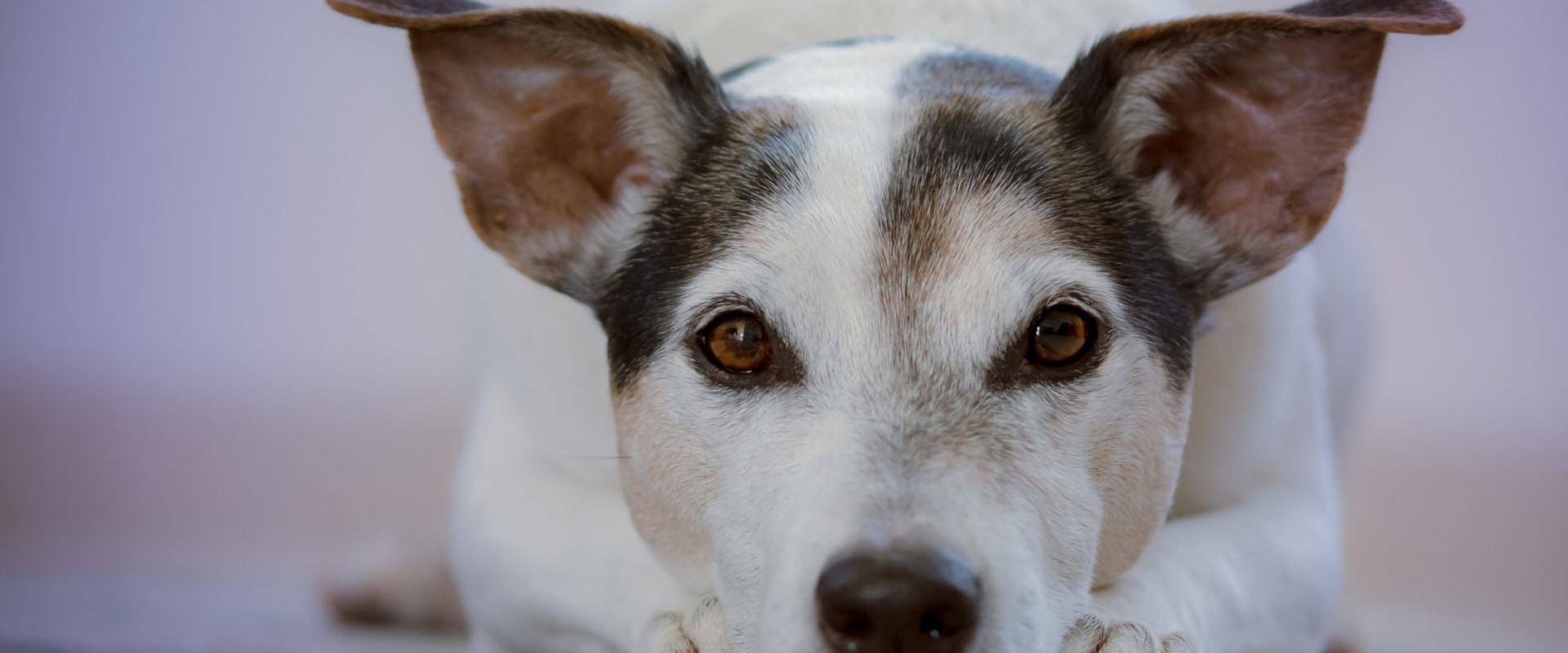The Importance of Reporting Animal Abuse to a Shelter in Los Angeles County