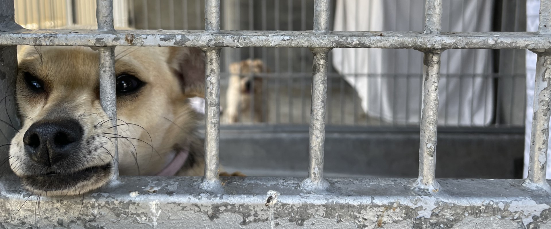 The Ultimate Guide to Landing a Job at an Animal Shelter in Los Angeles County, CA