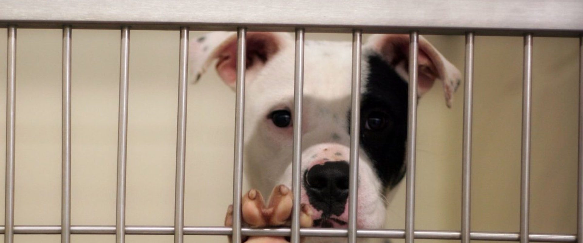 The Benefits of Microchipping Services Offered by Animal Shelters in Los Angeles County