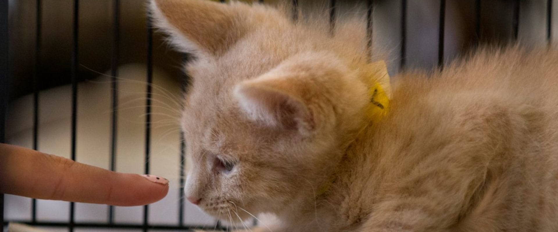 The Crucial Role of Foster Programs in Animal Shelters in Los Angeles County, CA