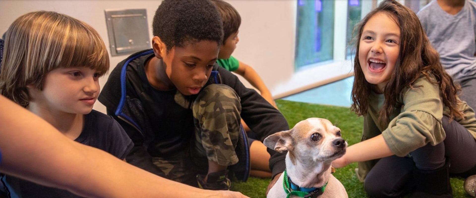 Exploring Animal Shelters in Los Angeles County, CA: A Comprehensive Guide for Animal Lovers