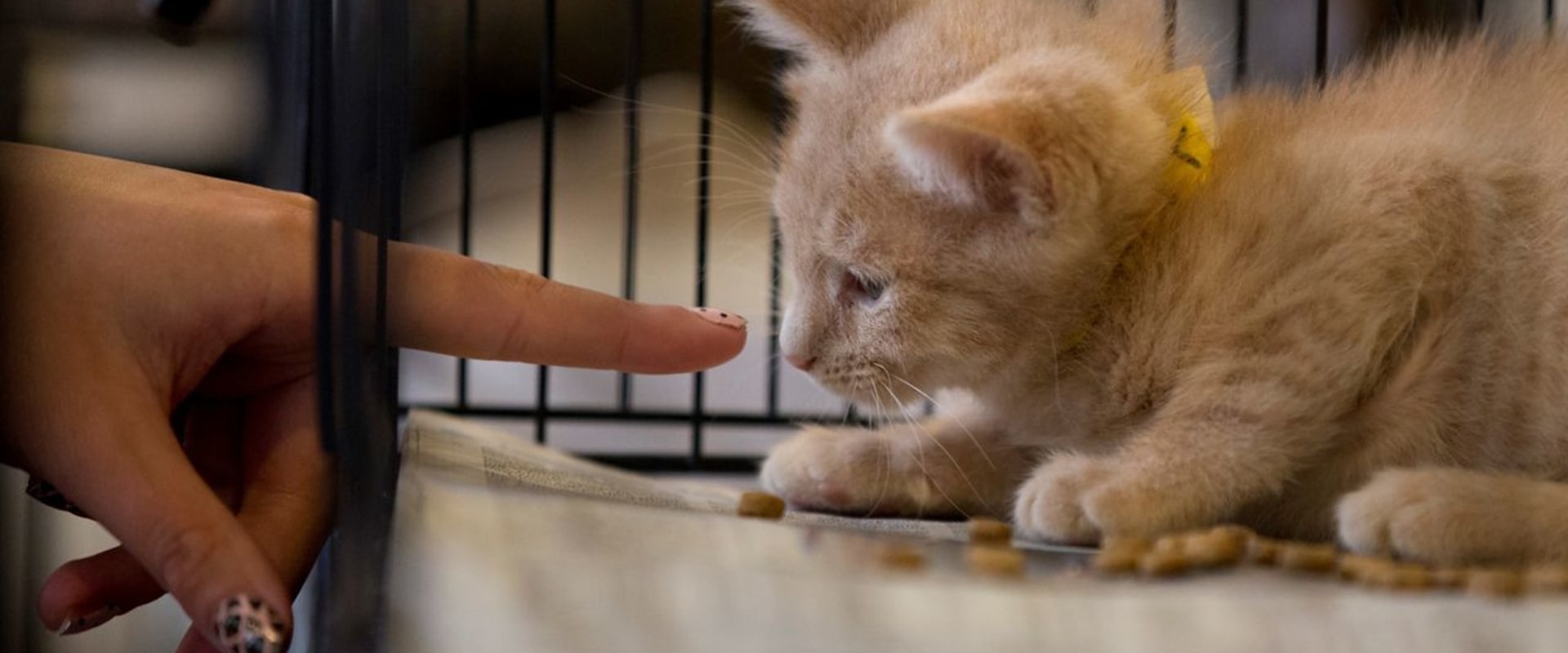The World of Animal Shelters in Los Angeles County, CA: A Comprehensive Guide