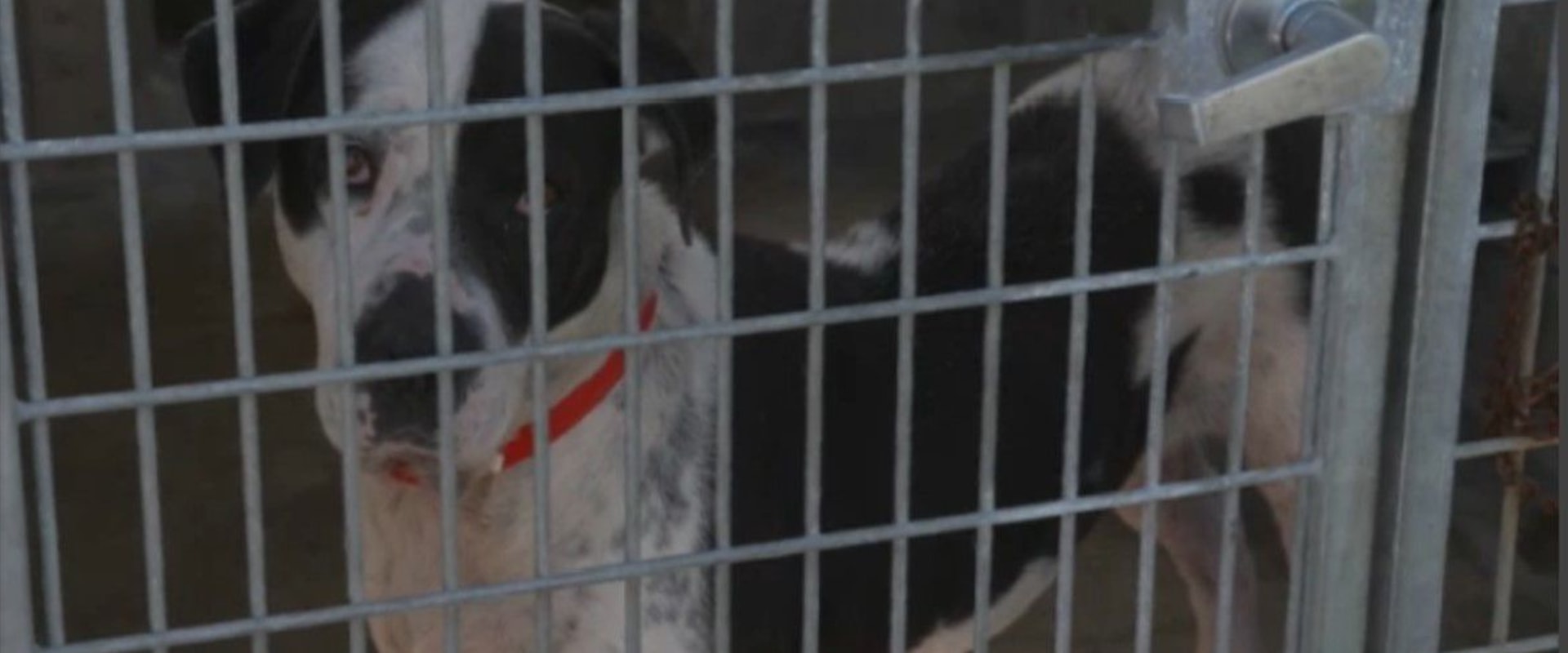 Affordable Spay/Neuter Services at Animal Shelters in Los Angeles County, CA