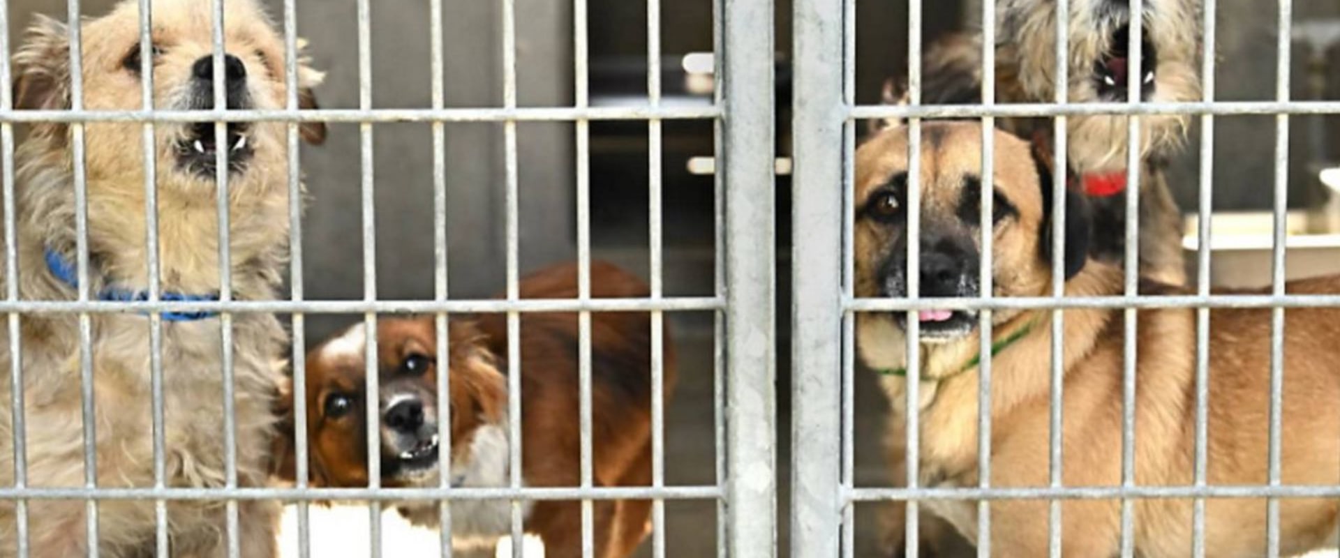 The Impact of Volunteering at Animal Shelters in Los Angeles County