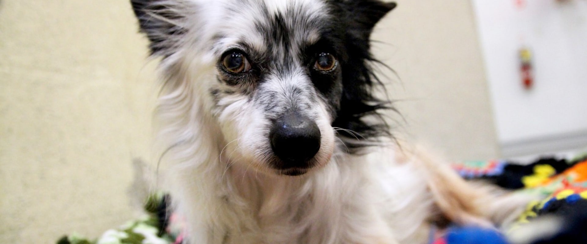 The Power of Social Media for Animal Shelters in Los Angeles County