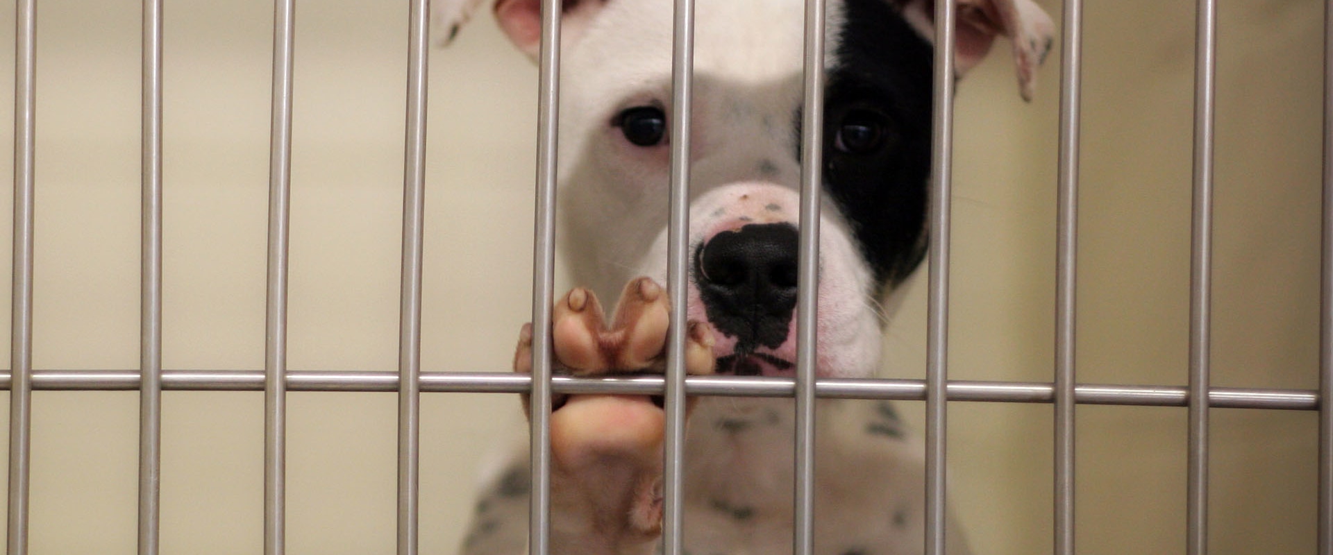 The Journey of Finding a Lost Pet in Los Angeles County, CA