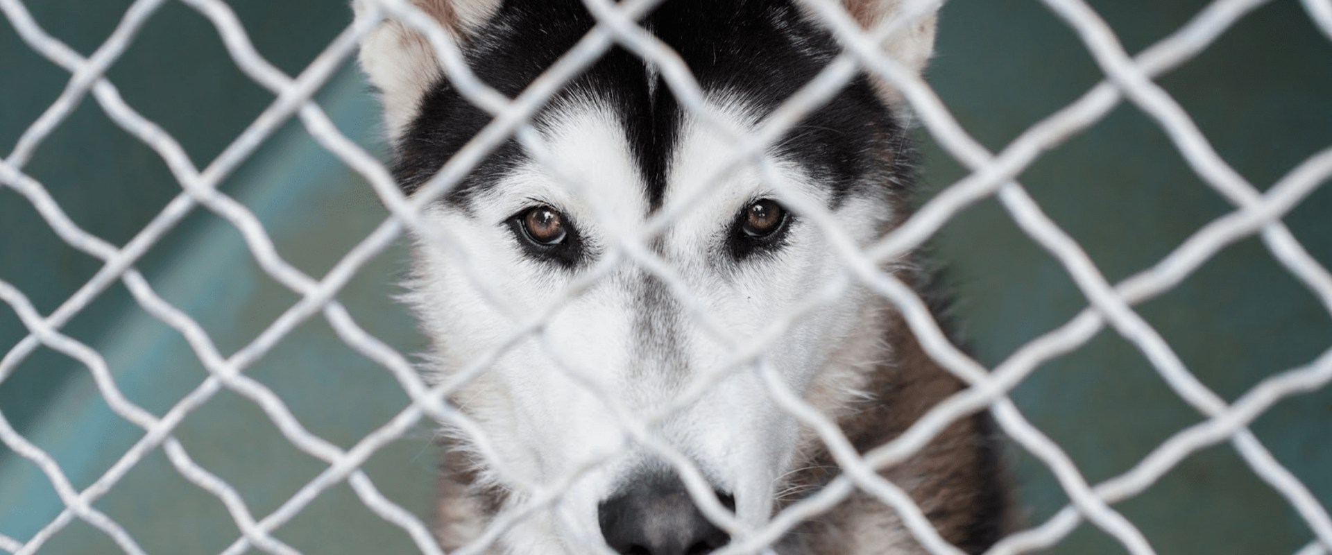 The Joy of Adopting Senior and Special Needs Animals in Los Angeles County