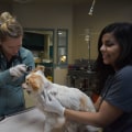 The Importance of Reporting Lost or Found Animals to Shelters in Los Angeles County