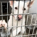 The Power of Partnerships: How Animal Shelters in Los Angeles County, CA are Saving Lives