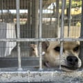 Supporting Animal Shelters in Los Angeles County: How You Can Make a Difference