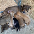 The Impact of Lost and Found Programs in Animal Shelters in Los Angeles County, CA