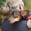 The World of Breed-Specific Rescues in Los Angeles County