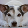 The Importance of Reporting Animal Abuse to a Shelter in Los Angeles County