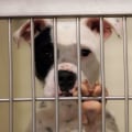 The Benefits of Microchipping Services Offered by Animal Shelters in Los Angeles County