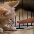 The Crucial Role of Foster Programs in Animal Shelters in Los Angeles County, CA