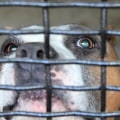 The Diverse World of Animal Shelters in Los Angeles County