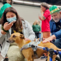 The Importance of Volunteering at Animal Shelters in Los Angeles County