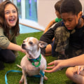 Exploring Animal Shelters in Los Angeles County, CA: A Comprehensive Guide for Animal Lovers