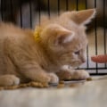 The World of Animal Shelters in Los Angeles County, CA: A Comprehensive Guide