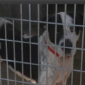 Affordable Spay/Neuter Services at Animal Shelters in Los Angeles County, CA
