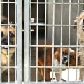 The Impact of Volunteering at Animal Shelters in Los Angeles County
