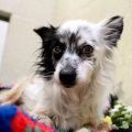 The Power of Social Media for Animal Shelters in Los Angeles County