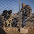 Staying Connected: How to Stay Updated on Animal Shelters in Los Angeles County, CA