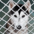 The Joy of Adopting Senior and Special Needs Animals in Los Angeles County