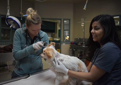 The Importance of Reporting Lost or Found Animals to Shelters in Los Angeles County