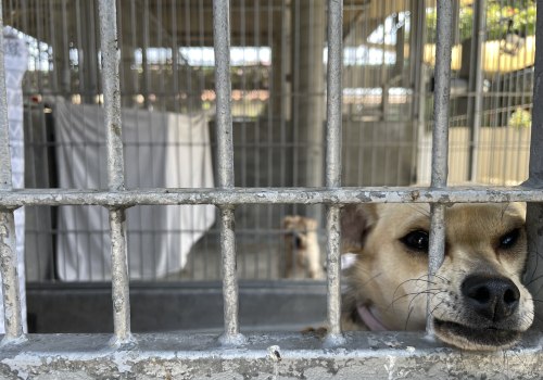 The Process of Surrendering a Pet to a Shelter in Los Angeles County