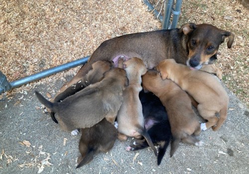 The Impact of Lost and Found Programs in Animal Shelters in Los Angeles County, CA