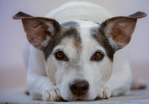 The Importance of Reporting Animal Abuse to a Shelter in Los Angeles County