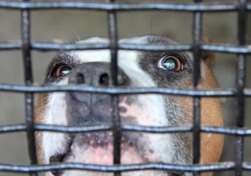The Diverse World of Animal Shelters in Los Angeles County