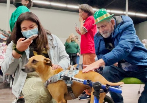 The Importance of Volunteering at Animal Shelters in Los Angeles County