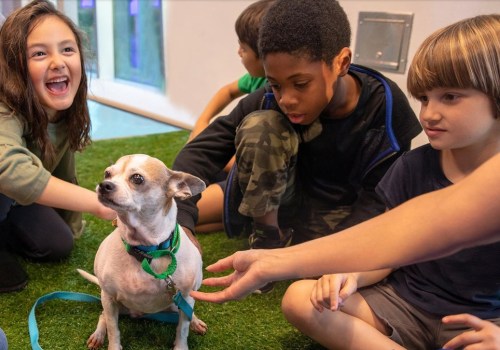 Exploring Animal Shelters in Los Angeles County, CA: A Comprehensive Guide for Animal Lovers