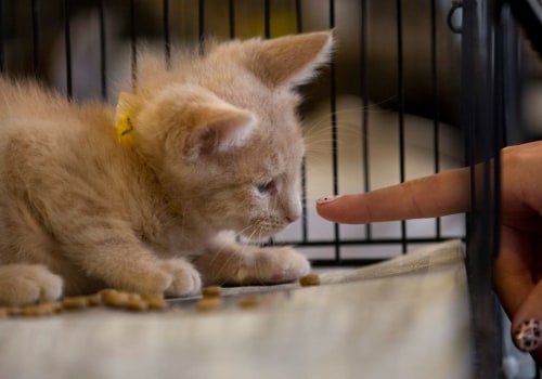 The World of Animal Shelters in Los Angeles County, CA: A Comprehensive Guide