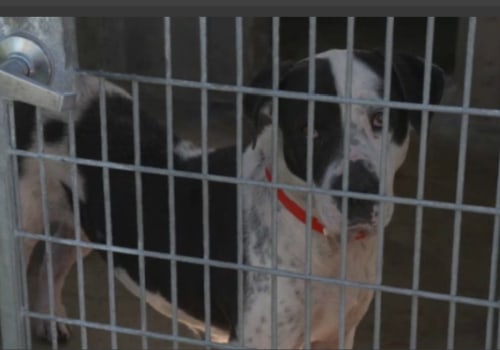 Affordable Spay/Neuter Services at Animal Shelters in Los Angeles County, CA