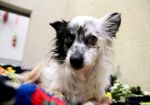 The Power of Social Media for Animal Shelters in Los Angeles County