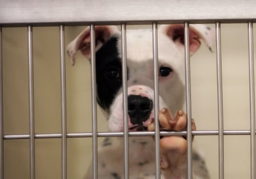 The Journey of Finding a Lost Pet in Los Angeles County, CA