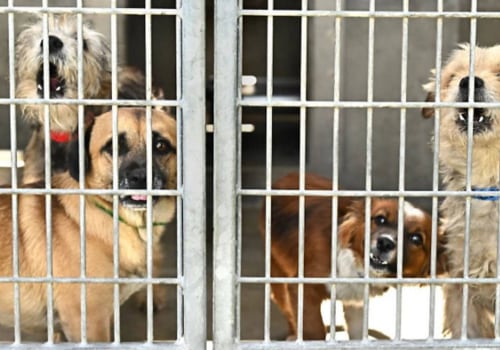 The Future of No-Kill Animal Shelters in Los Angeles County