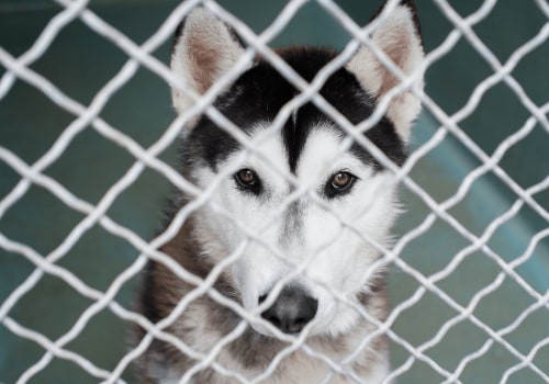The Joy of Adopting Senior and Special Needs Animals in Los Angeles County