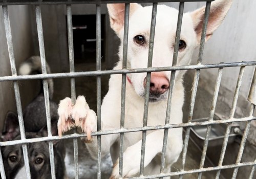 The Essential Services Offered by Animal Shelters in Los Angeles County, CA